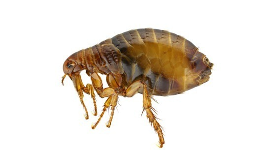 Dedetização de Pulgas Dedetização de Pulgas