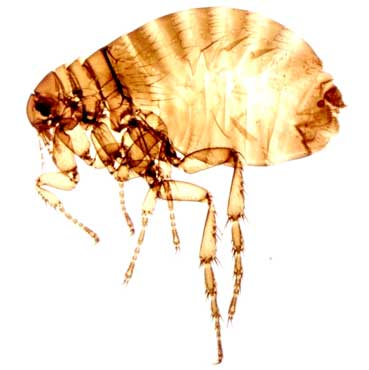 Dedetização de Pulgas em Alves Dias Dedetização de Pulgas em Alves Dias