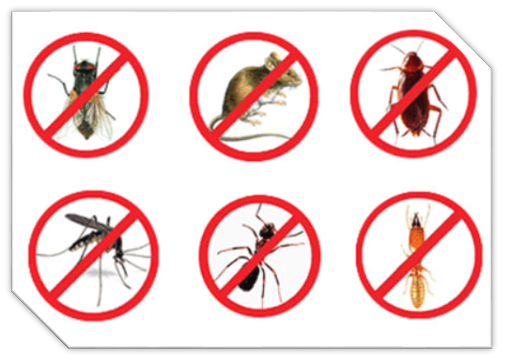 Dedetizadora Dedetizadora