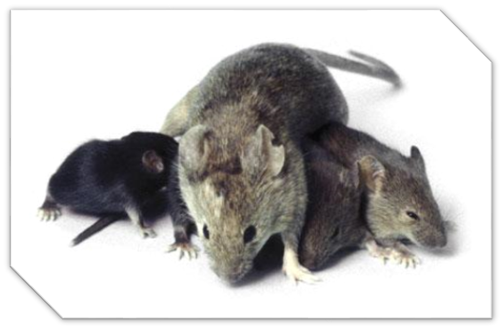 Desratizadora Desratizadora